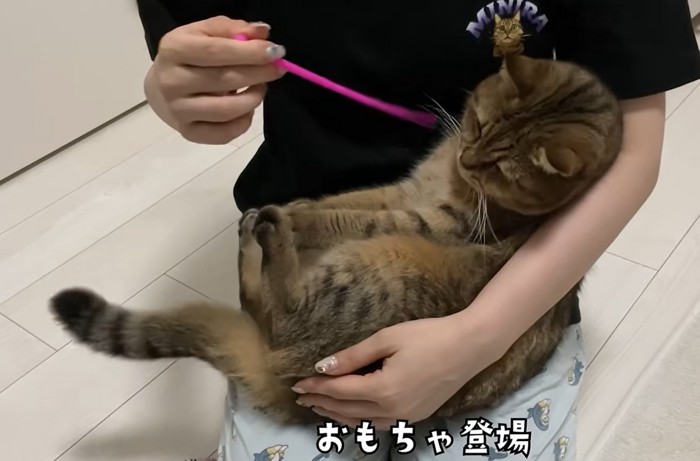 赤ちゃん抱っこをされおもちゃを顔の前に出される猫(おもちゃ登場)