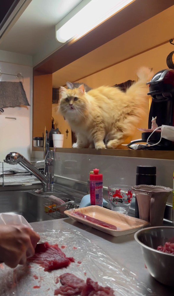 キッチンを見ている猫