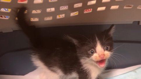 威嚇する白黒子猫