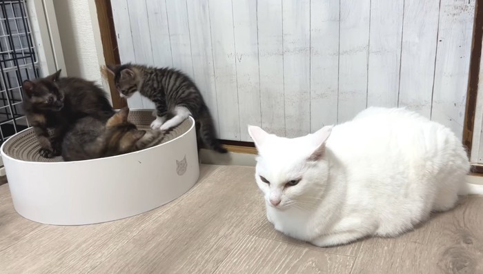 3匹の子猫とミルクくん