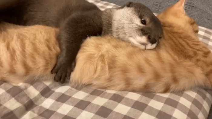 子猫を抱きしめるカワウソ