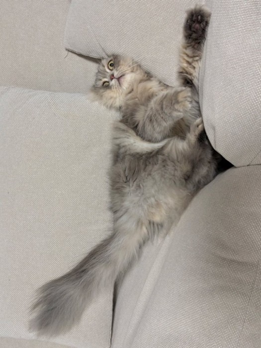 ソファのすき間に仰向けではさまった猫2