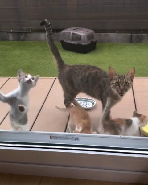 窓のすぐそばにいる親子猫