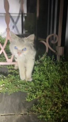 庭の入口に立つ白猫のシロちゃん