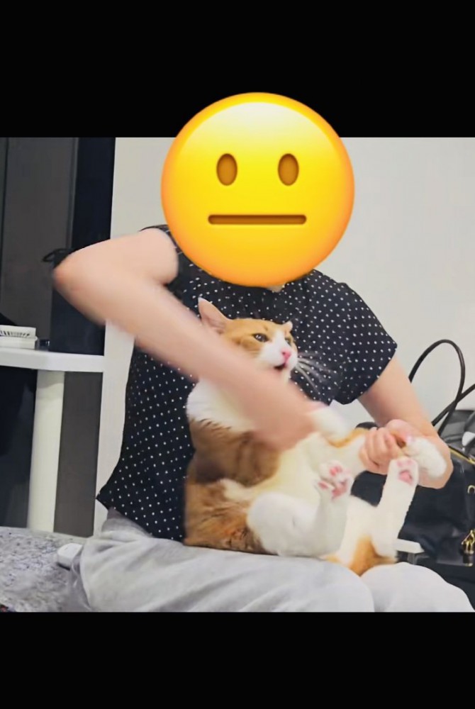 お姉ちゃんに抱っこされて暴れる茶白猫