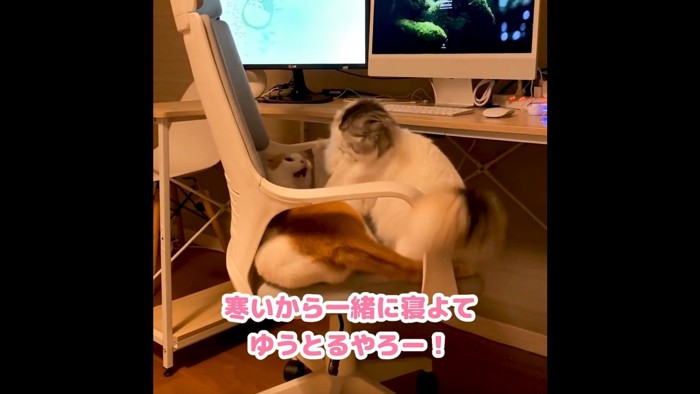 椅子の上で口を開ける茶白猫と覆いかぶさる長毛猫