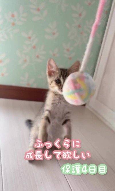 ボールで遊んでいる子猫