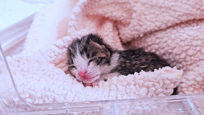 毛布の中にいる子猫