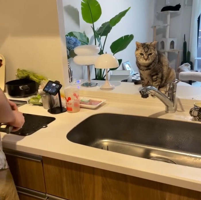 料理を見ている猫