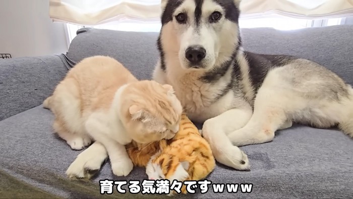 子猫の人形をなめる猫さん