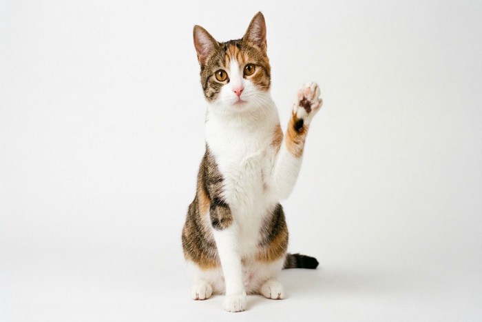 片手を上げる猫