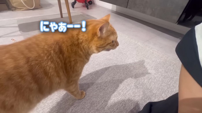 ママに話しかける茶トラ猫