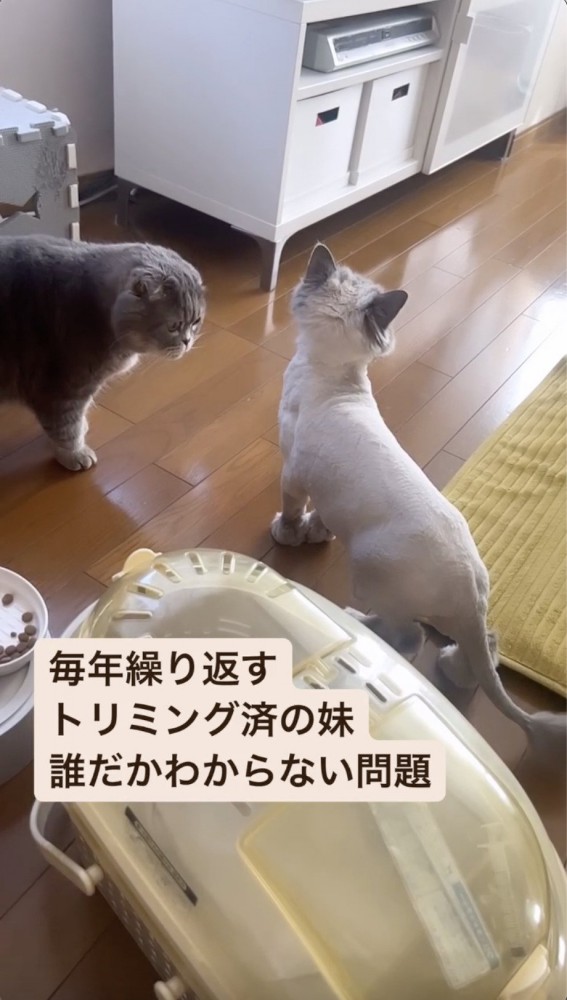 トリミングした猫の姿をじっくり見る猫