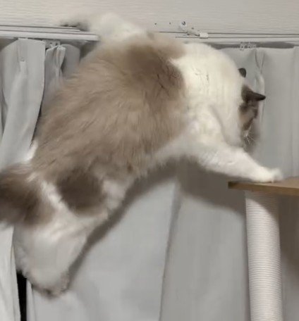 タワーにタッチする猫（アップ）