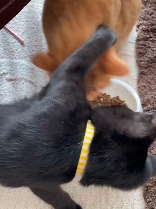 茶色の猫にパンチする黒猫