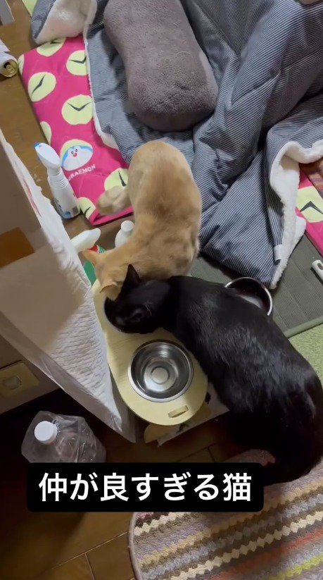 同じ皿に顔を入れて水を飲む2頭の猫