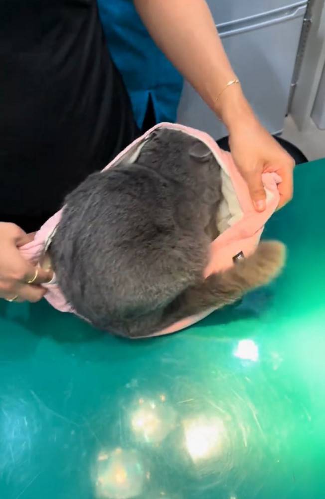 バッグの上に座る猫
