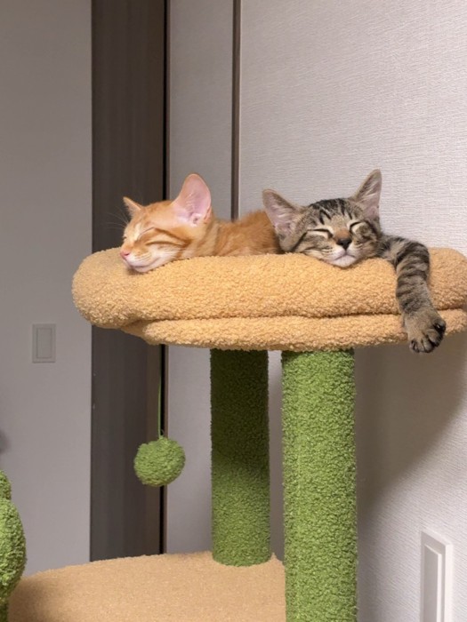 キャットタワーで寝る2匹の猫