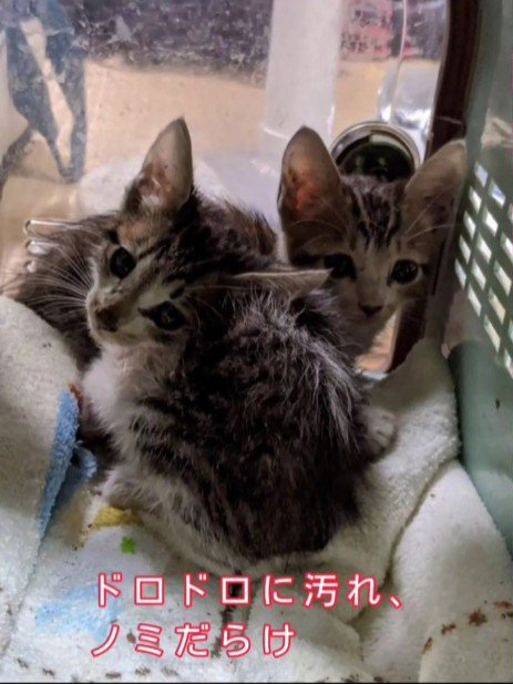 汚れた子猫たち