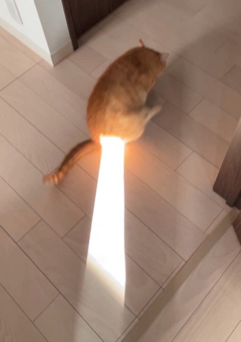 おしりに日光が当たる猫