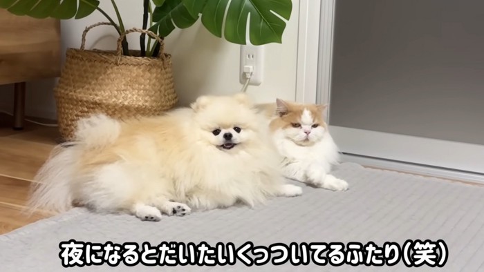 くっついている犬と猫
