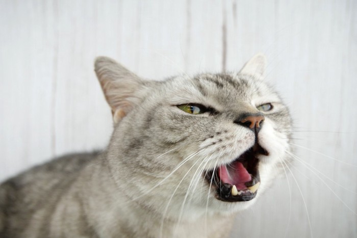 鳴いている猫の顔のアップ