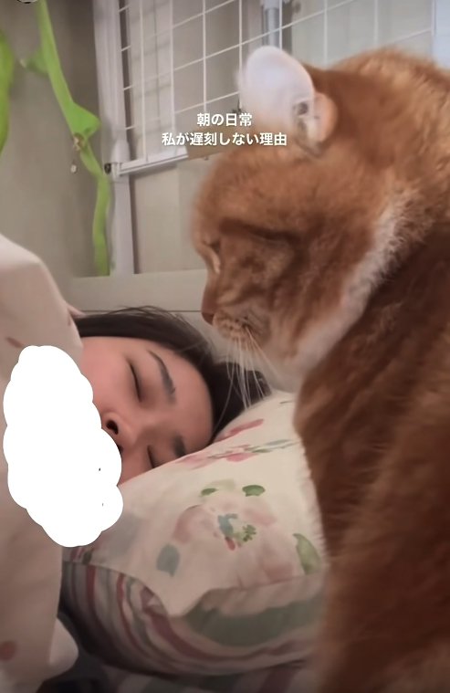 飼い主の枕元で画面左側を見つめている猫