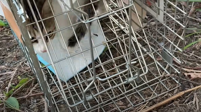 捕獲器に入ったキジ白猫