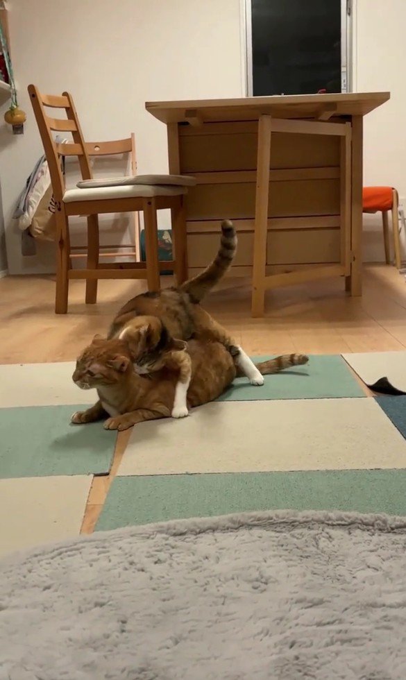 取っ組み合うきなこちゃんとにゃん太くん