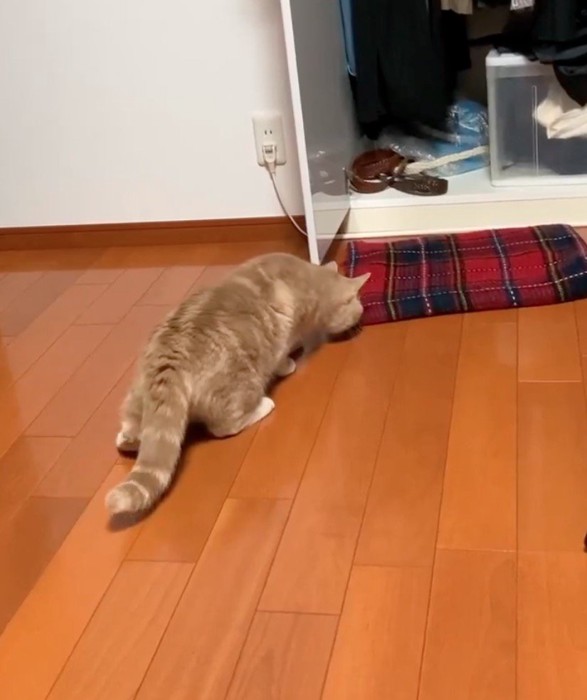 ストールのにおいを嗅ぐ猫