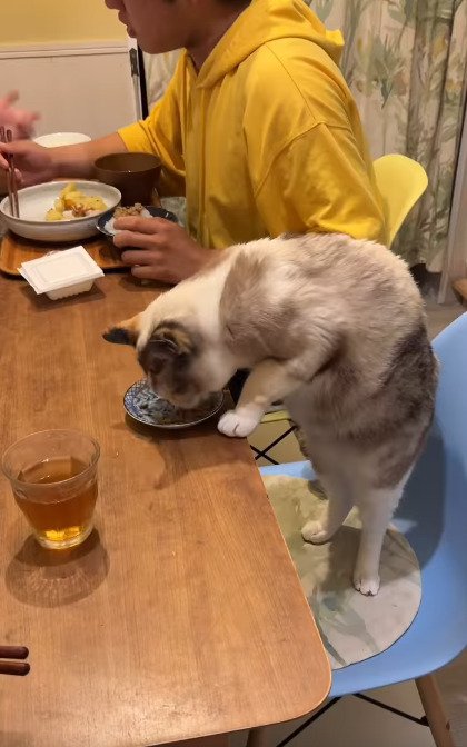 イスの上に乗る猫