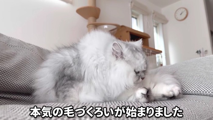 座って本格的に毛づくろいするモルンさん