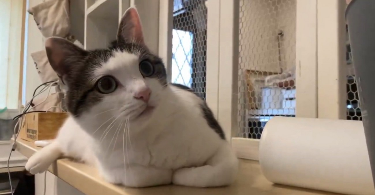 身を乗り出し始めるリボンちゃん