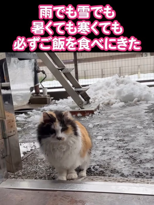 雪が積もる外にいる猫