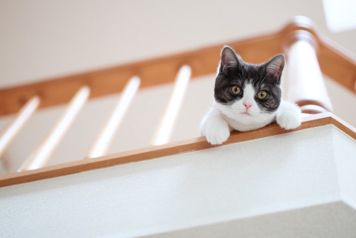 階段の上から覗き込む猫