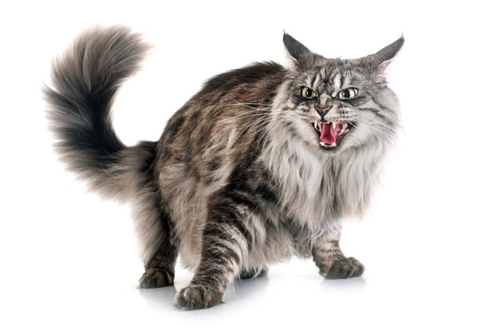 激怒するメイン・クーン