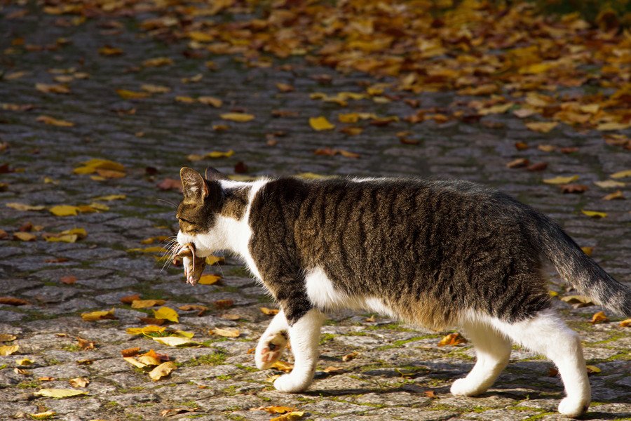 枯れ葉を運ぶ猫