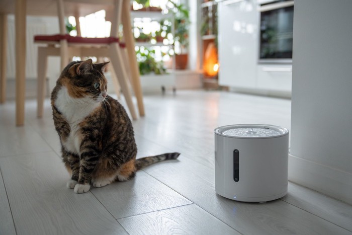 自動給水器と猫