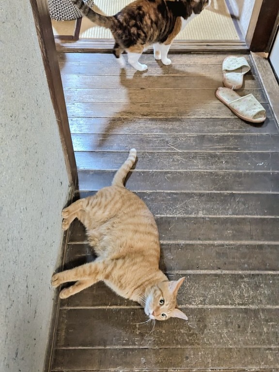 壁に足をつけて寝ている猫(引きVer.)