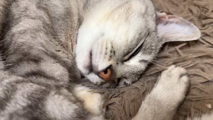 マロちゃんのアップ
