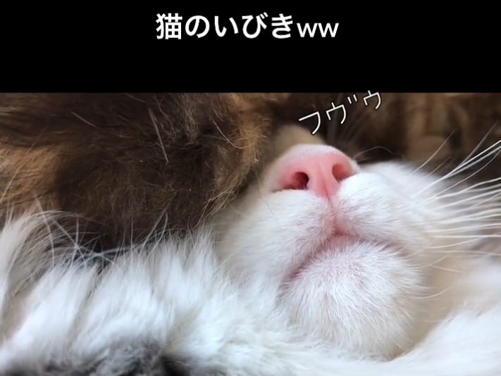 気持ちよさそうに眠るサチちゃん