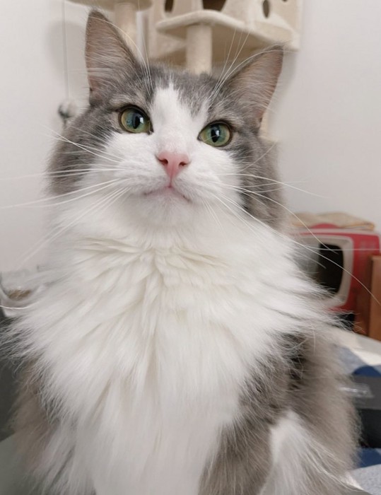 ふわふわの直哉くん