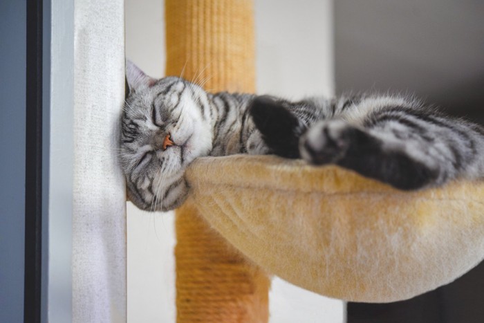 ハンモックからはみだす猫