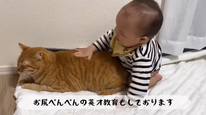 猫をなでている赤ちゃん
