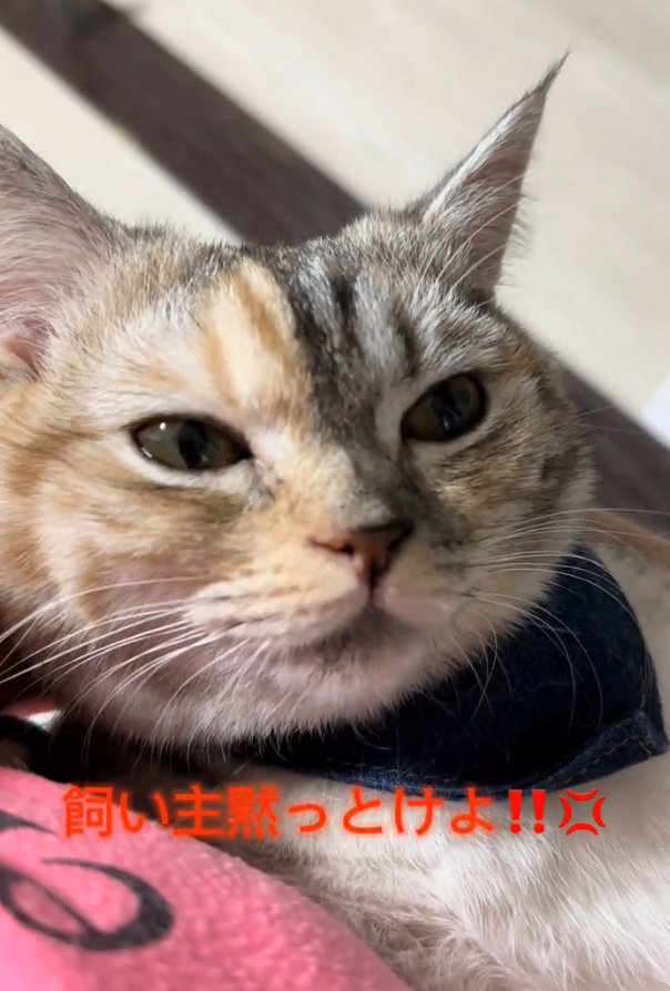 目をそらす猫