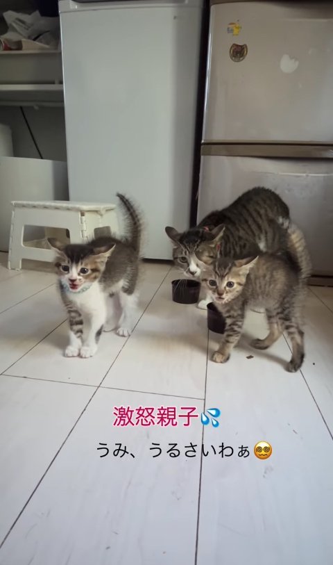 カメラ目線で尻尾を膨らませている子猫2匹と、真ん中にいる母猫