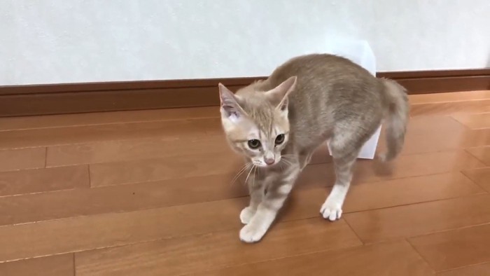 威嚇している猫