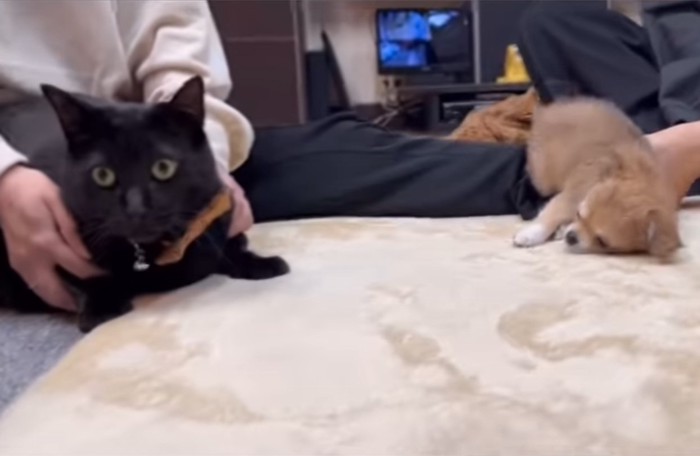 カメラの方を向く猫