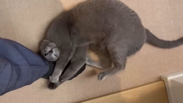 足に抱きつく猫