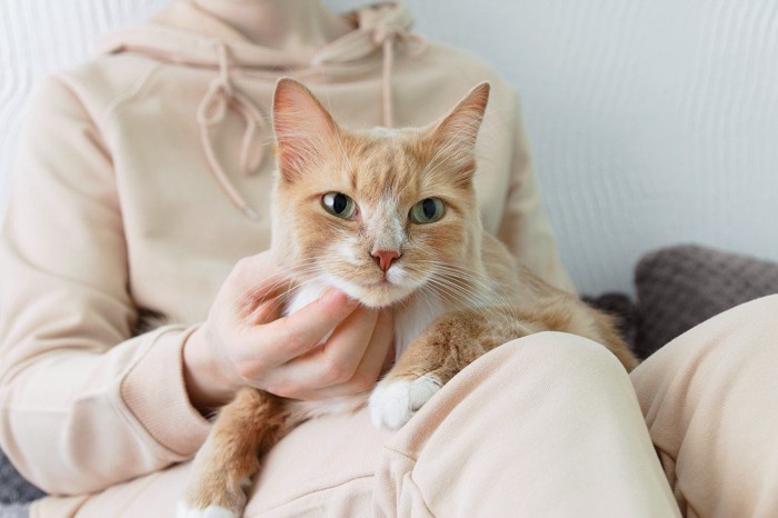 膝の上で顎を撫でられる猫